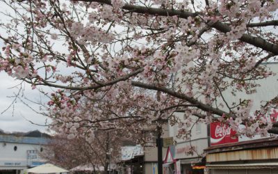 相模湖公園の桜開花状況