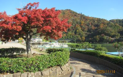 県立相模湖公園 紅葉